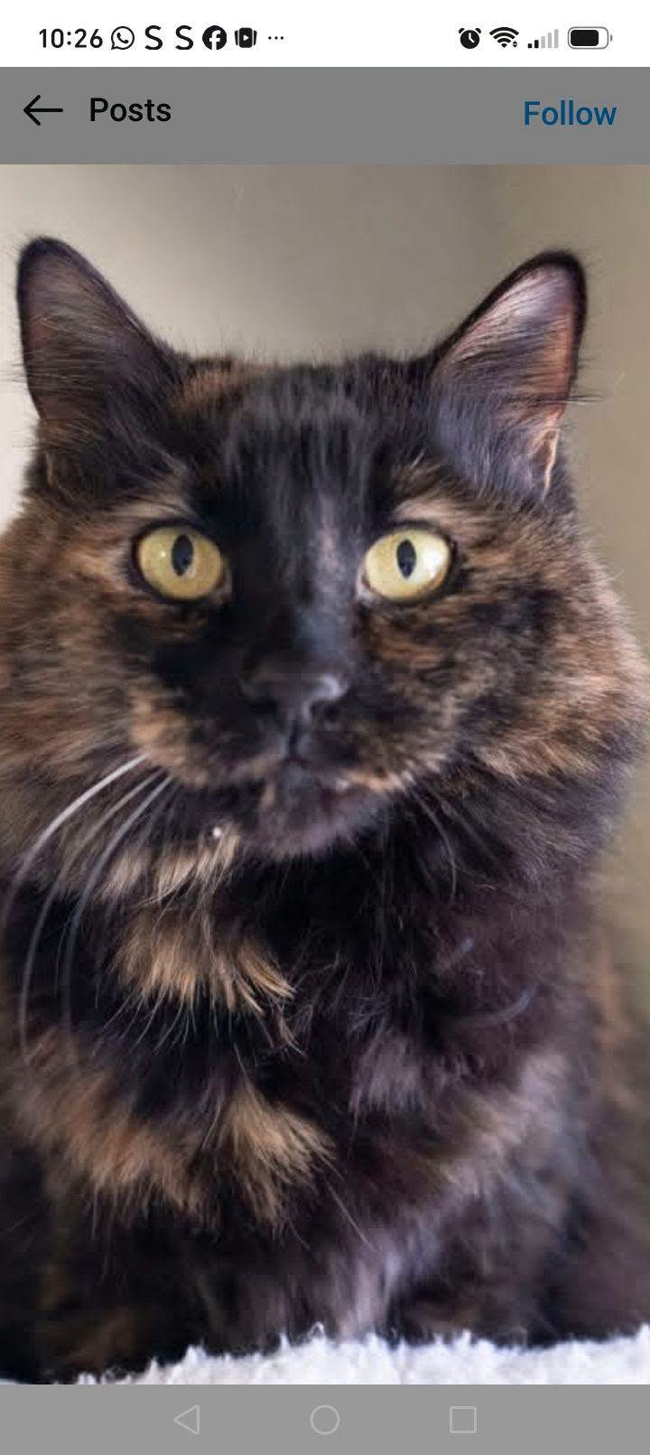 Lost Cat in Kanonkop