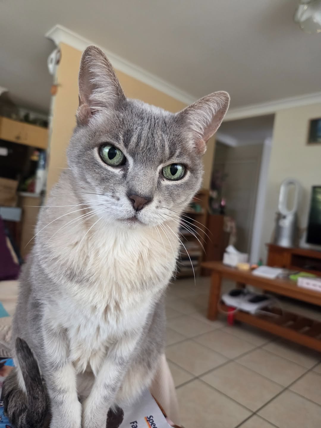 Lost Cat in Australia