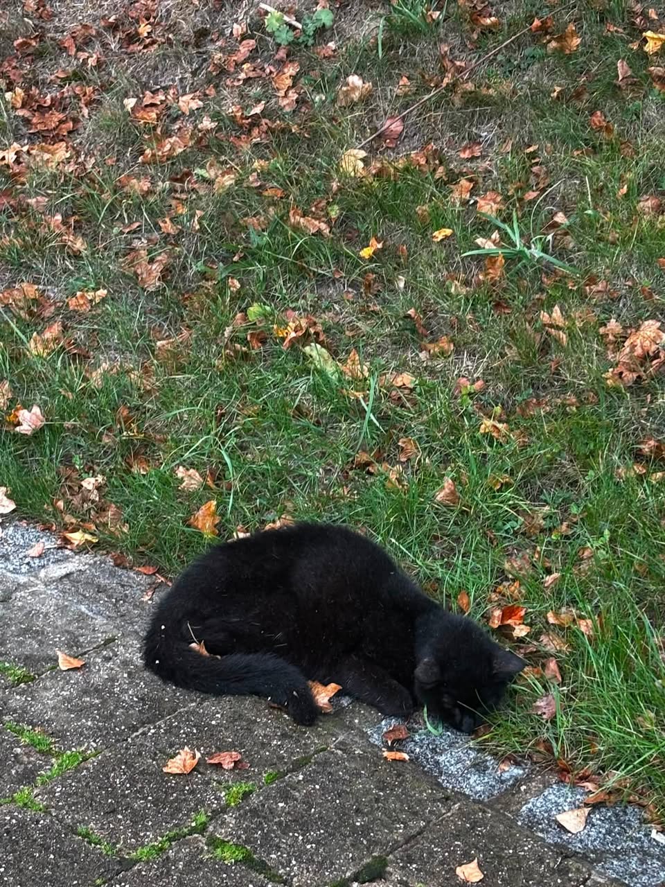 Found Cat in Luxembourg City
