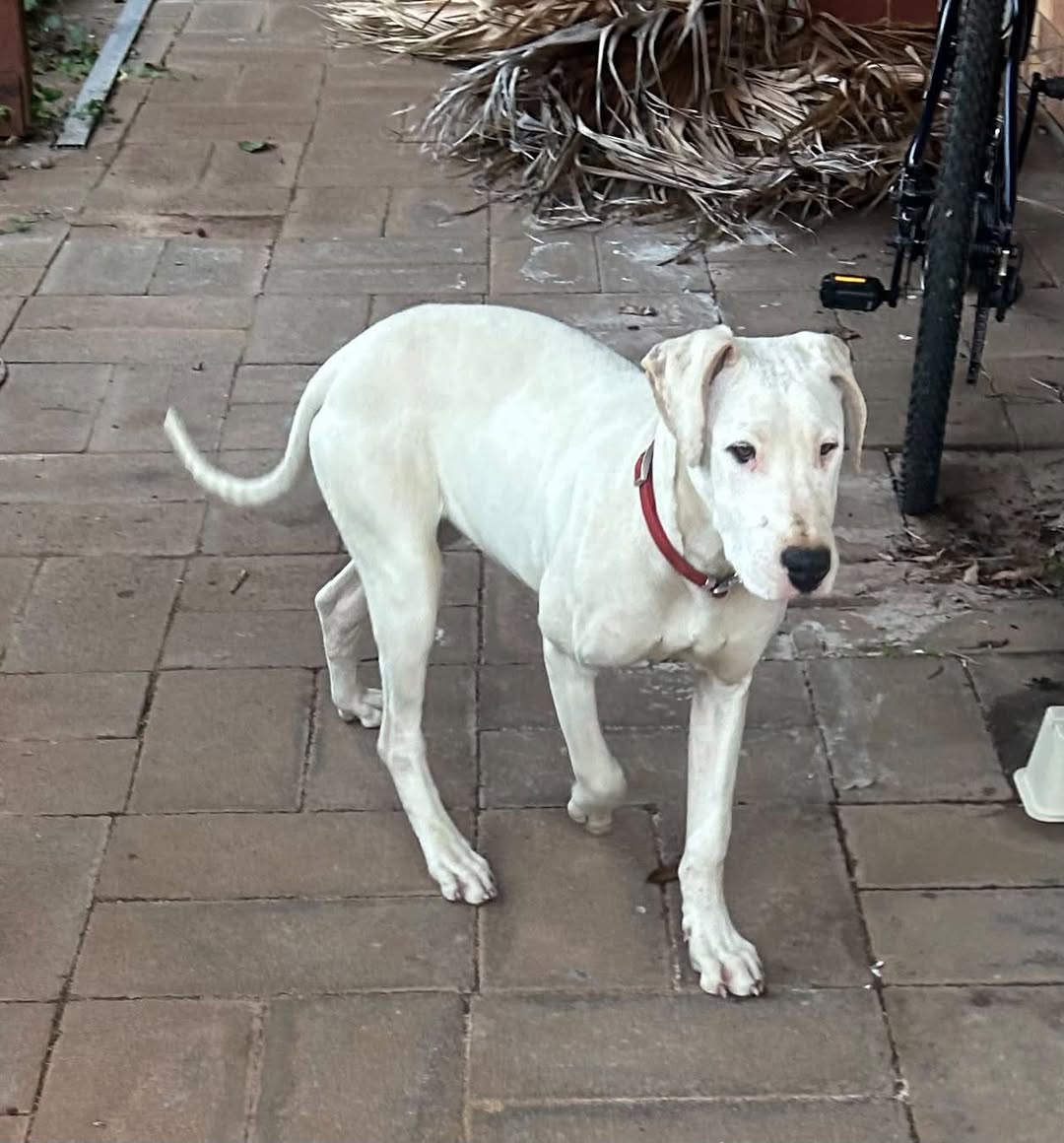 Found dog