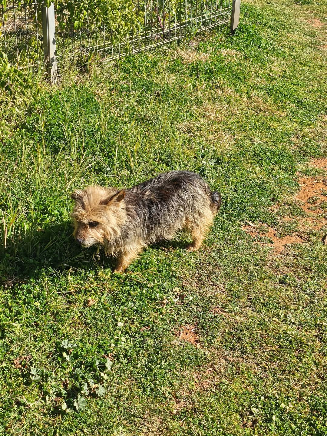 Found dog