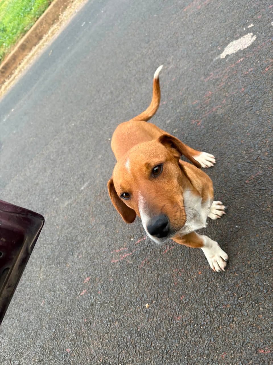 Found dog