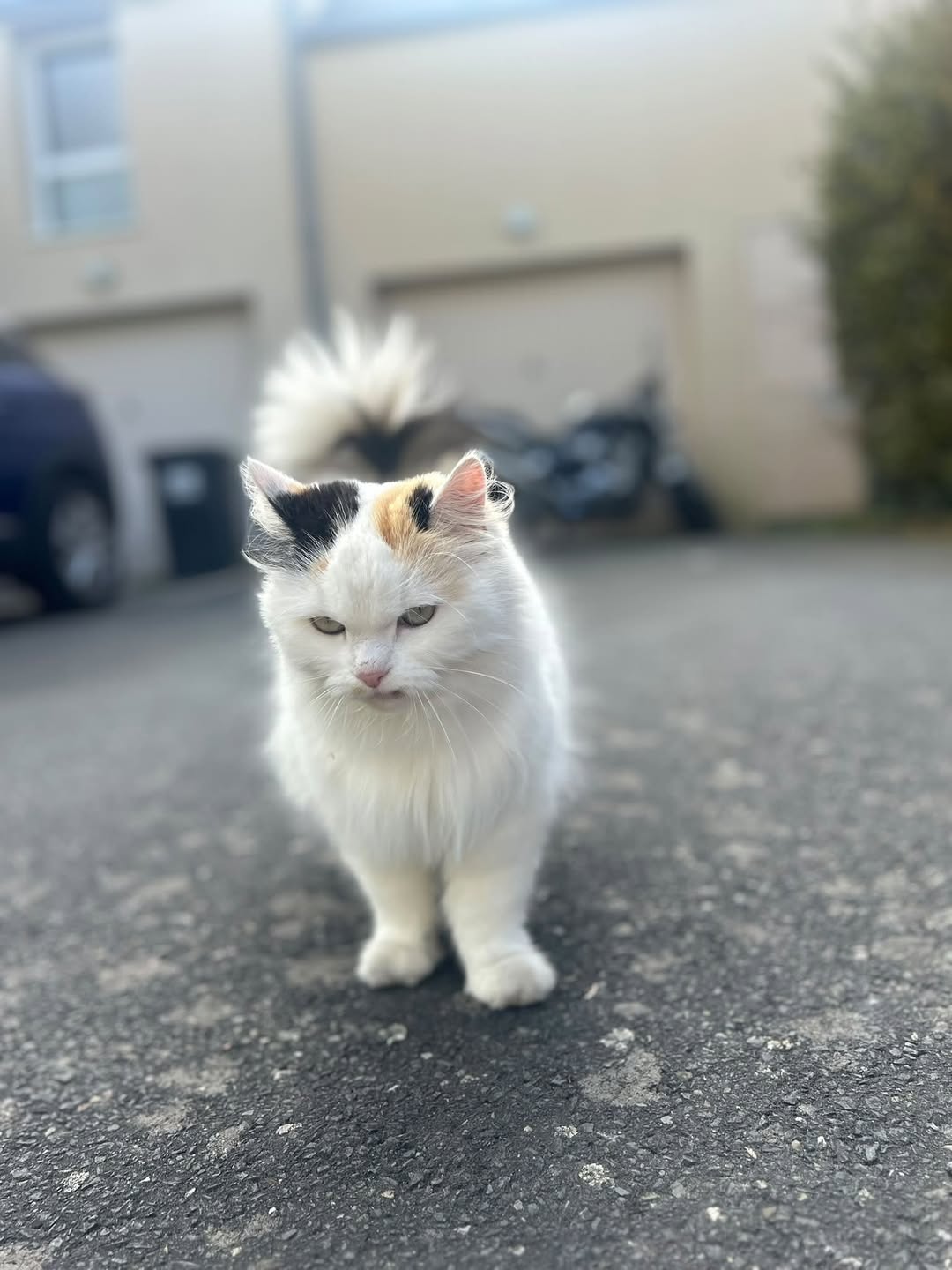 Found cat