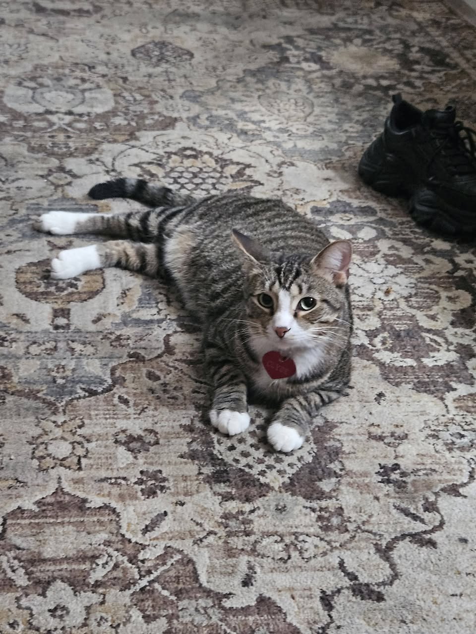 Lost cat