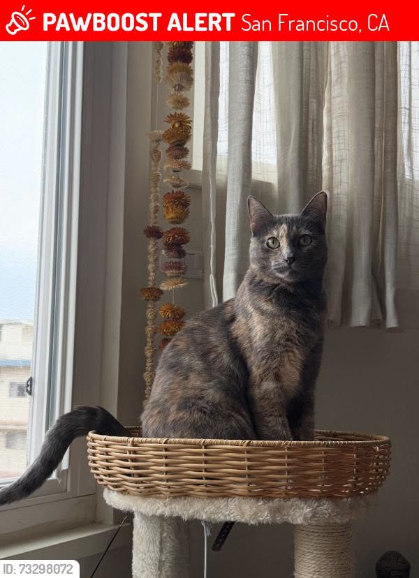 Lost Cat in San Francisco