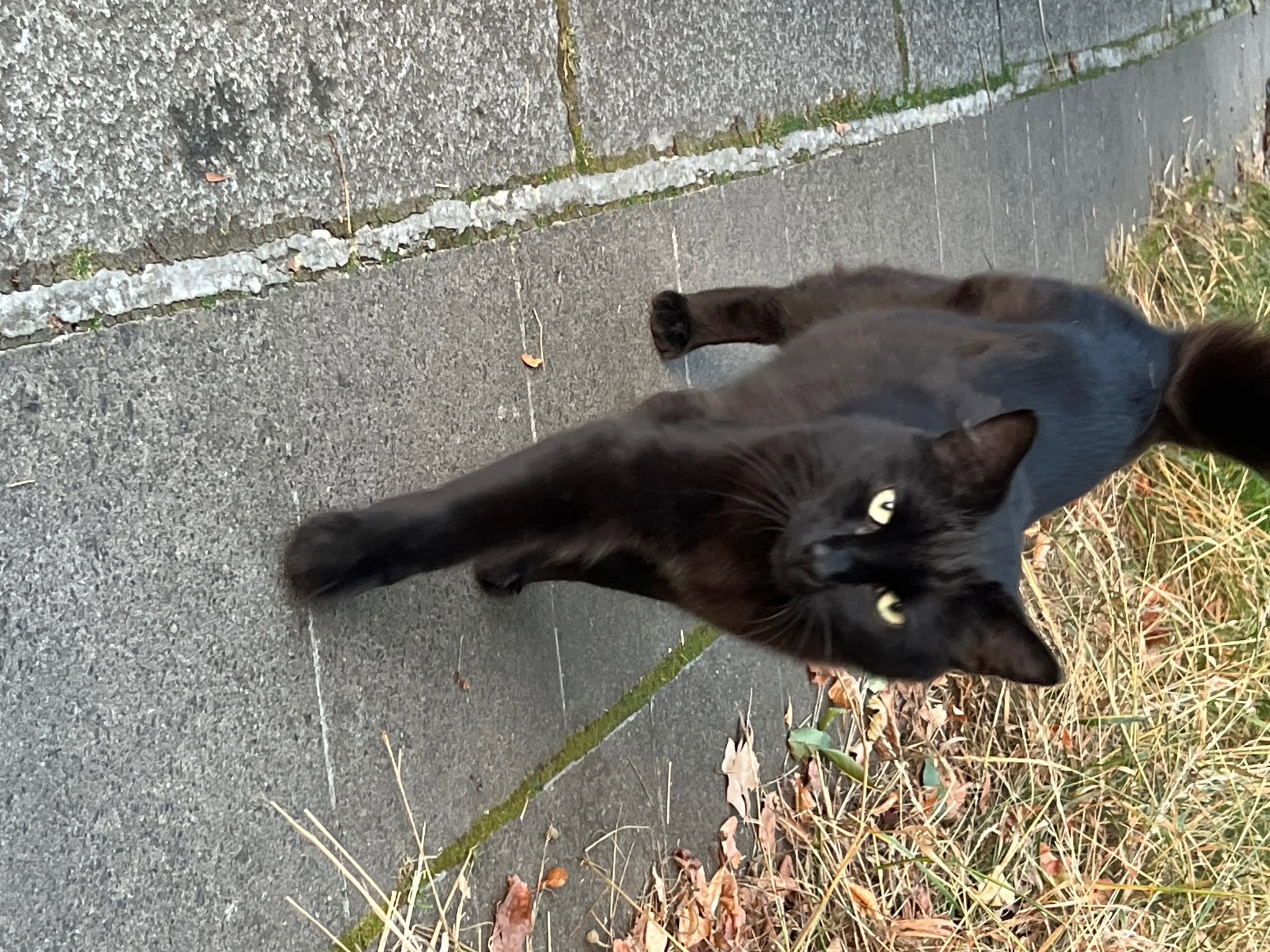 Found Cat in Luxembourg City