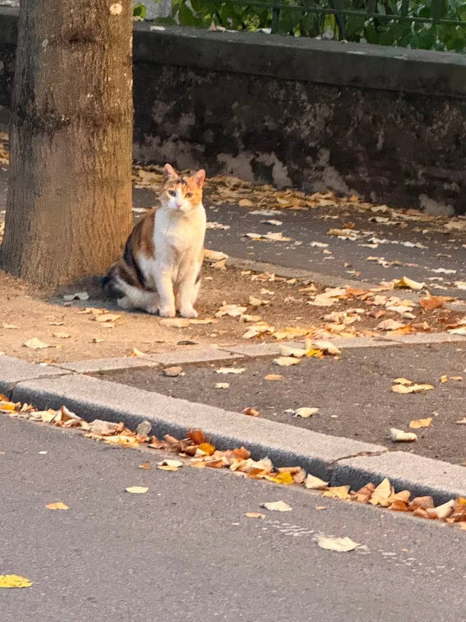 Found Cat in Esch-Sur-Alzette