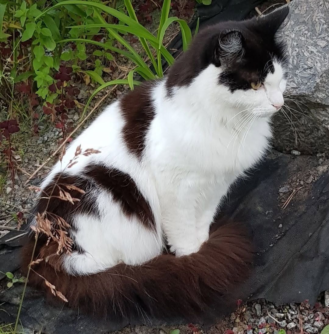 Found cat
