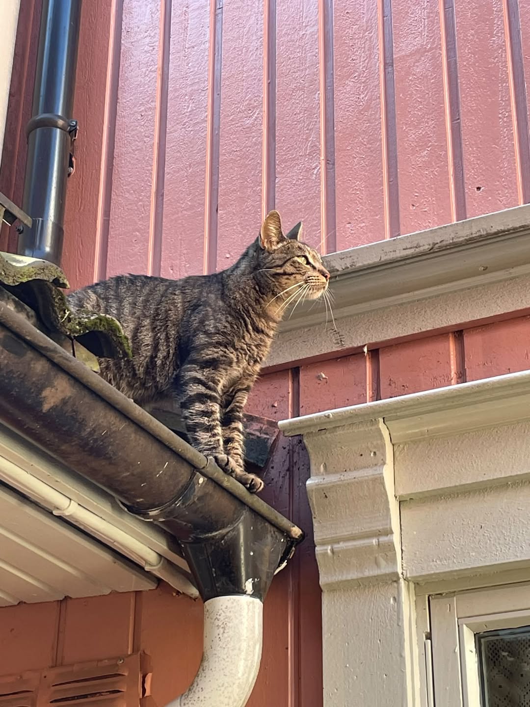 Found cat