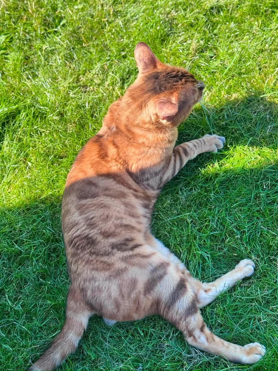 Found cat