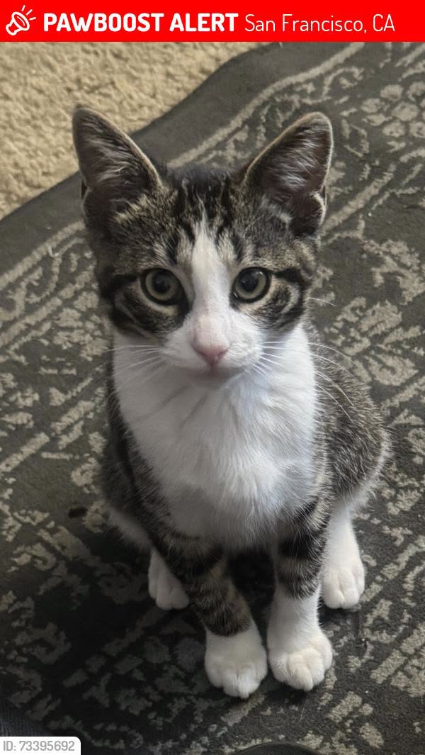 Lost Cat in Parkmerced
