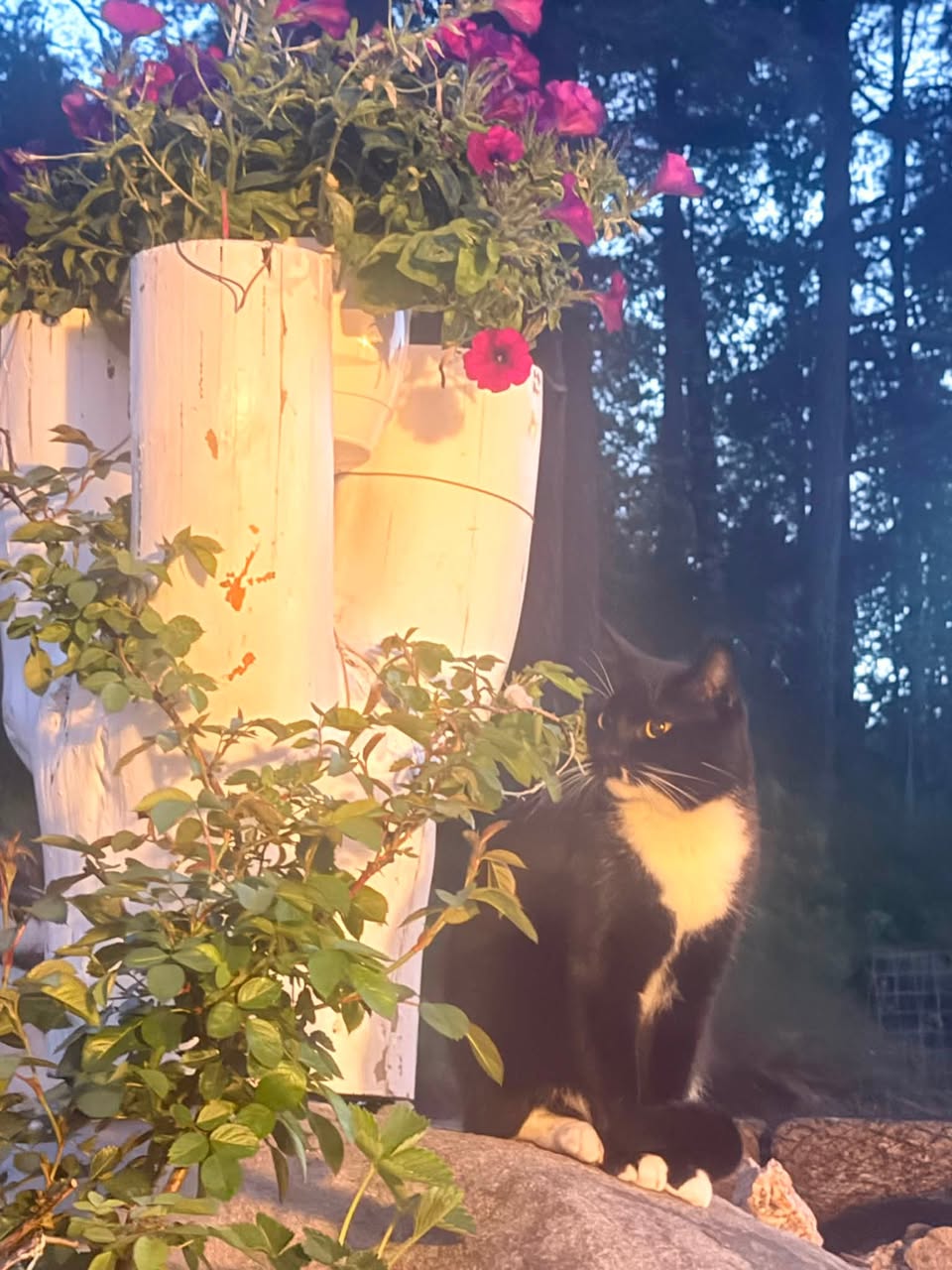 Lost Cat in Sarpsborg