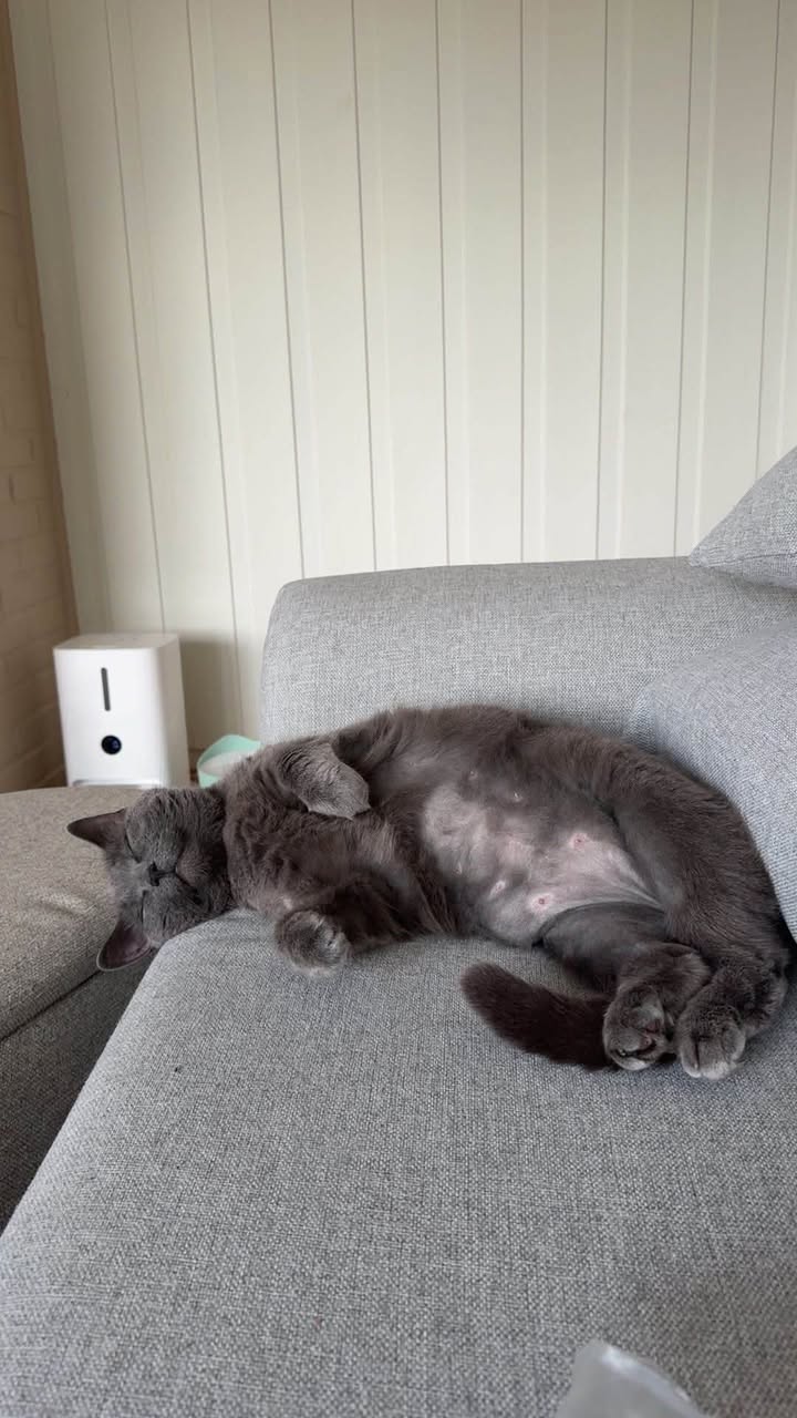 Lost Cat in Sarpsborg