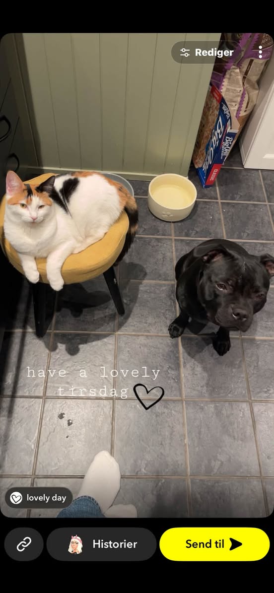 Lost cat