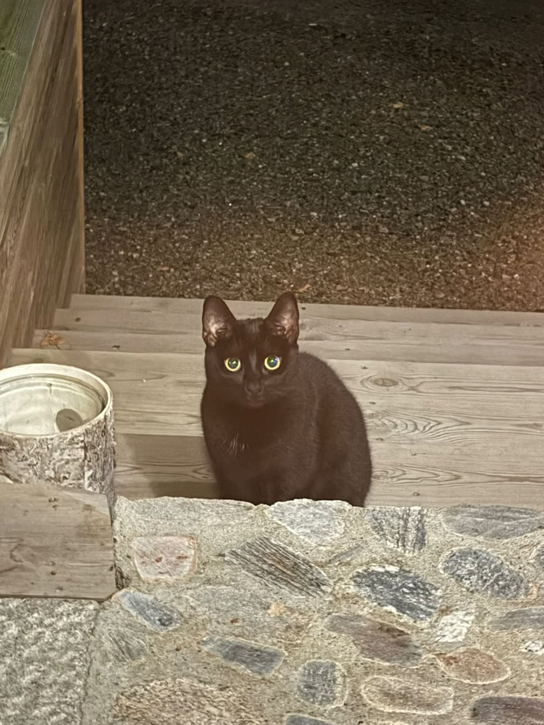 Found cat