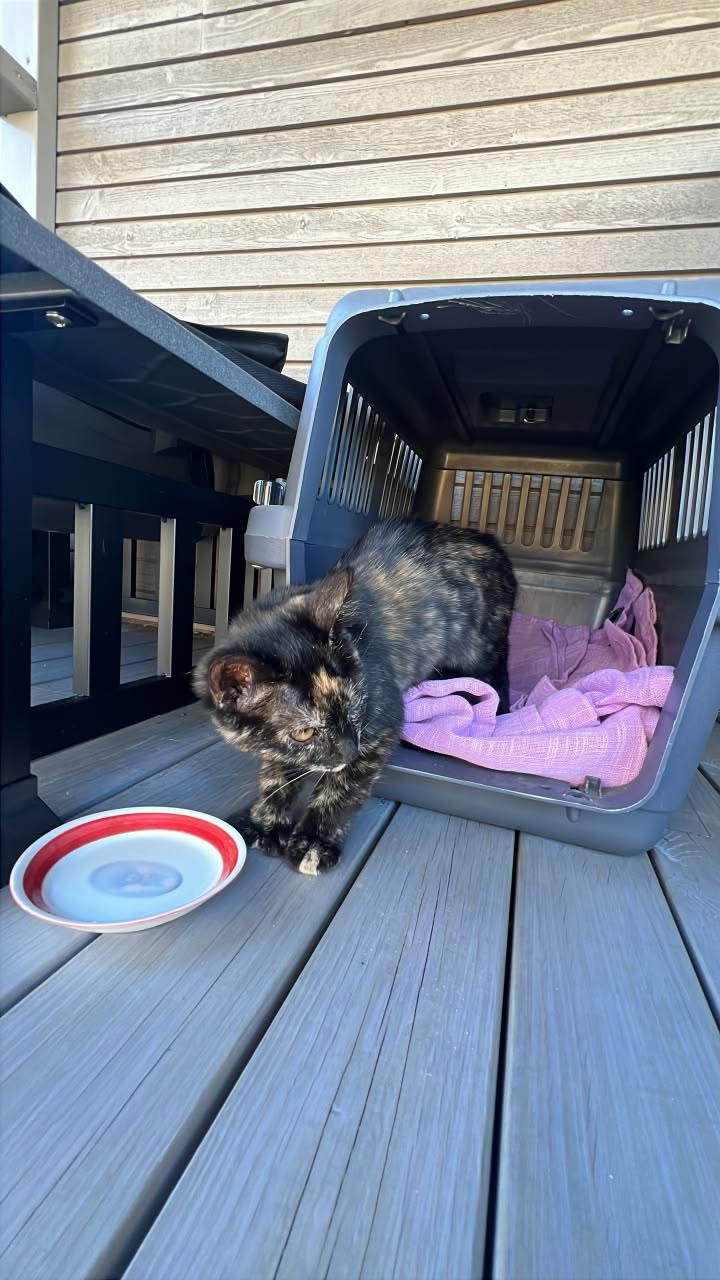 Found cat
