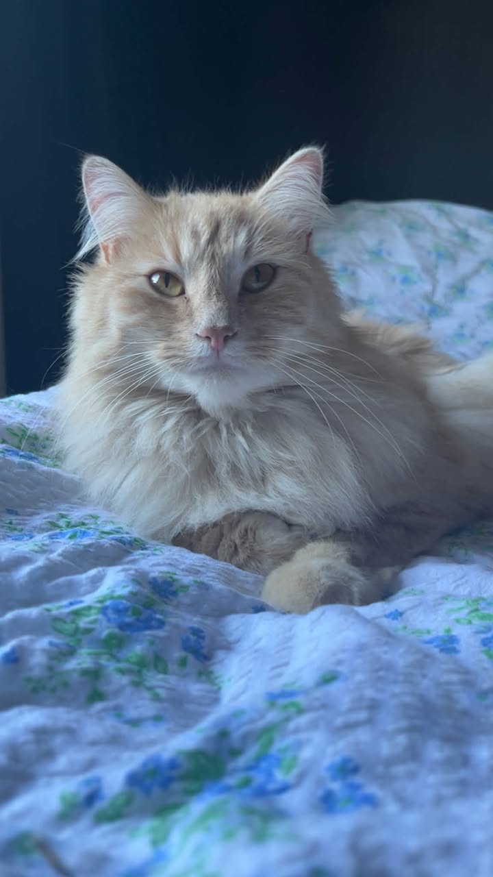 Lost Cat in Sarpsborg