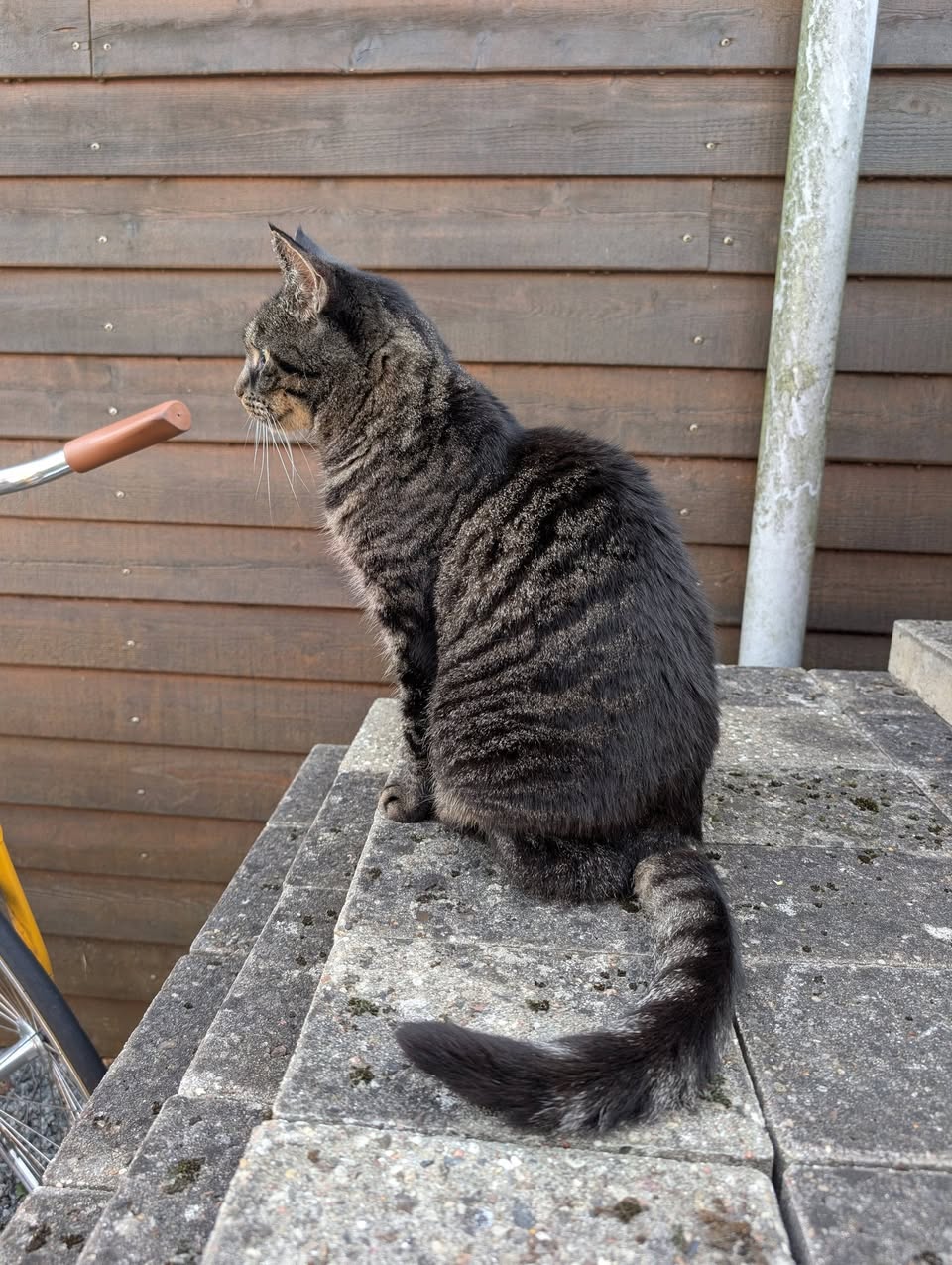Found cat