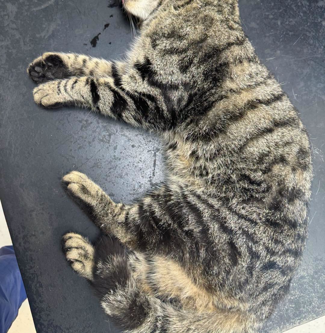 Found cat