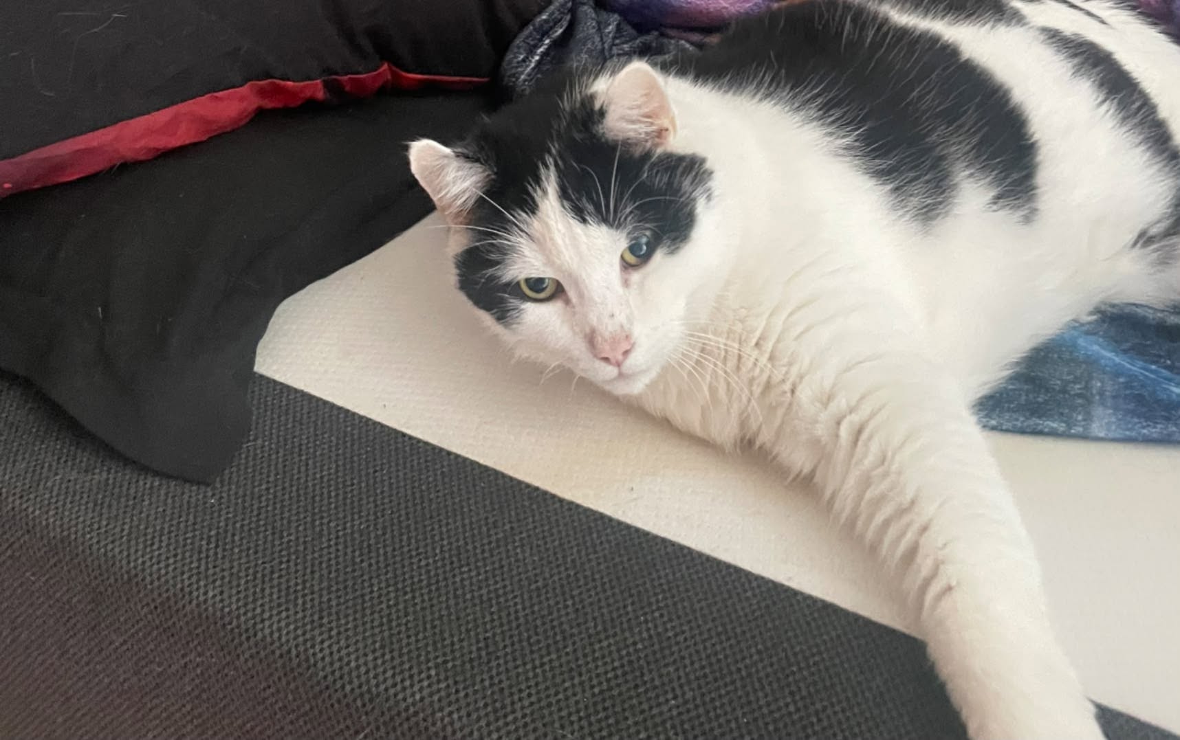 Lost Cat in Sarpsborg