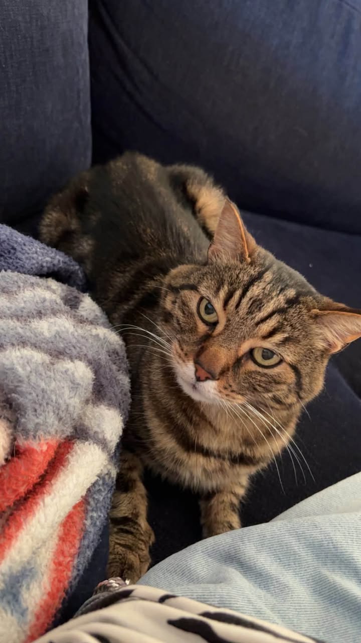 Lost Cat in Sarpsborg