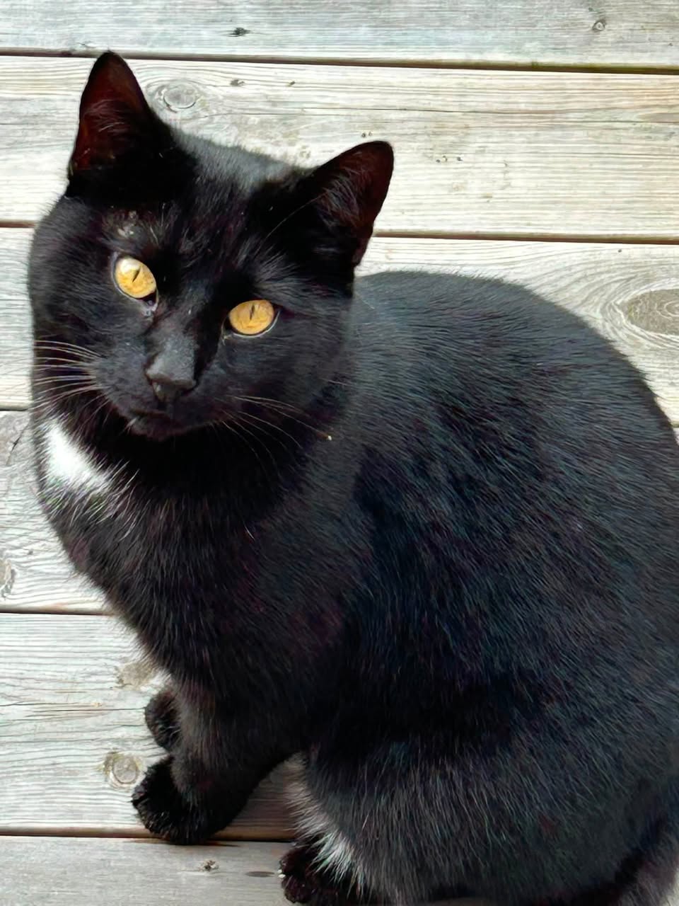 Found cat
