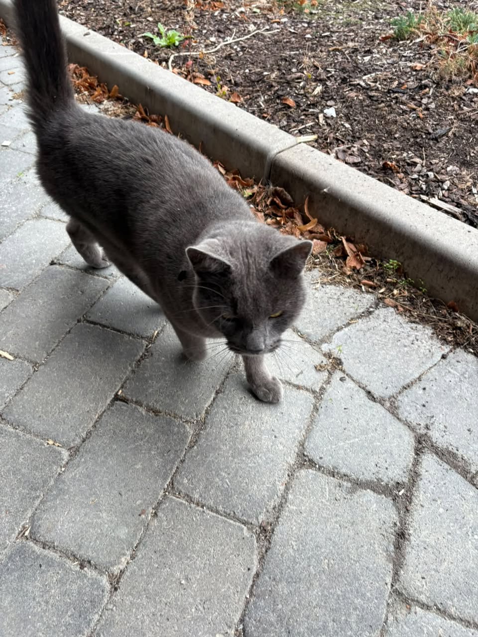 Found cat