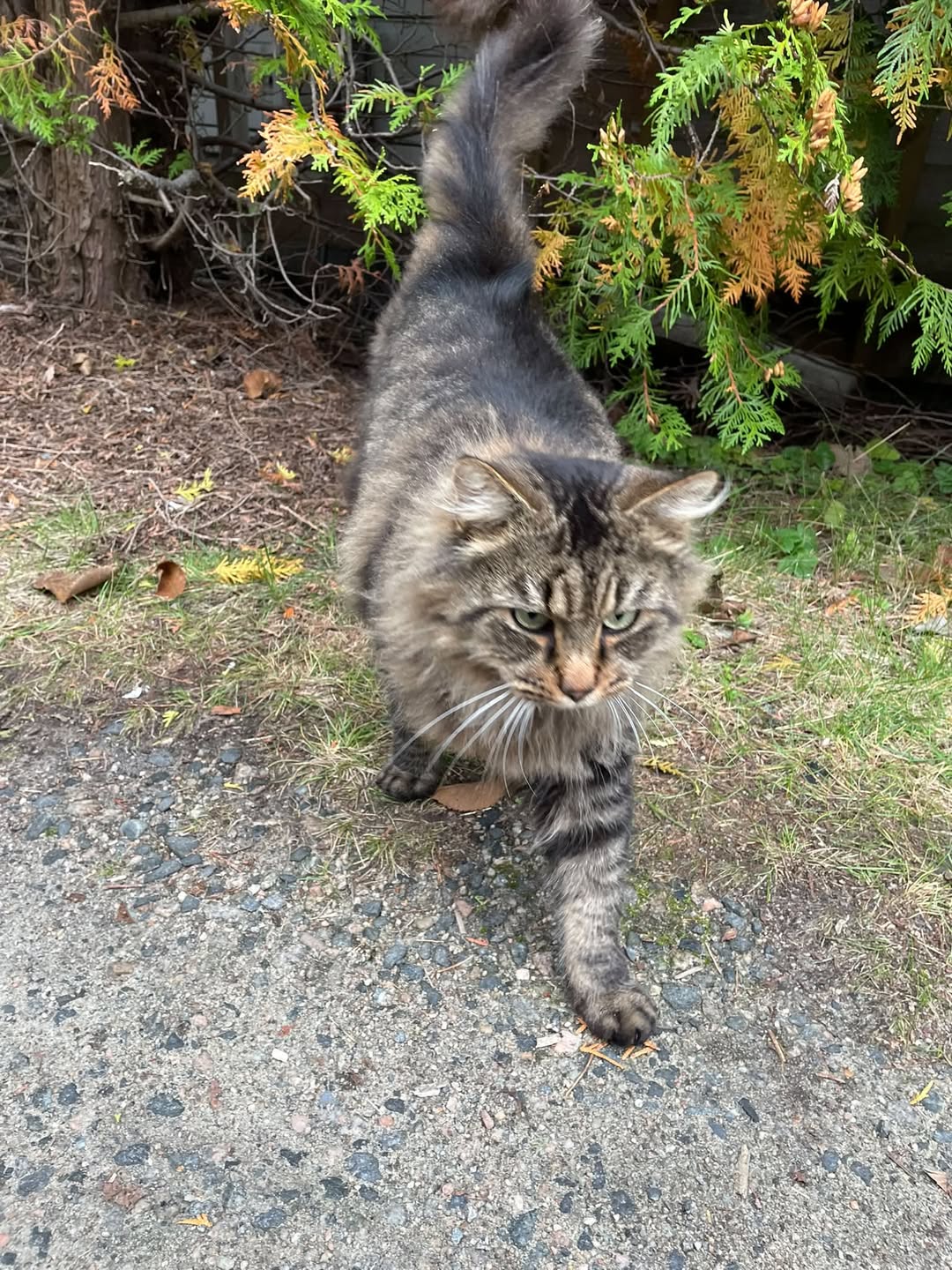 Found cat