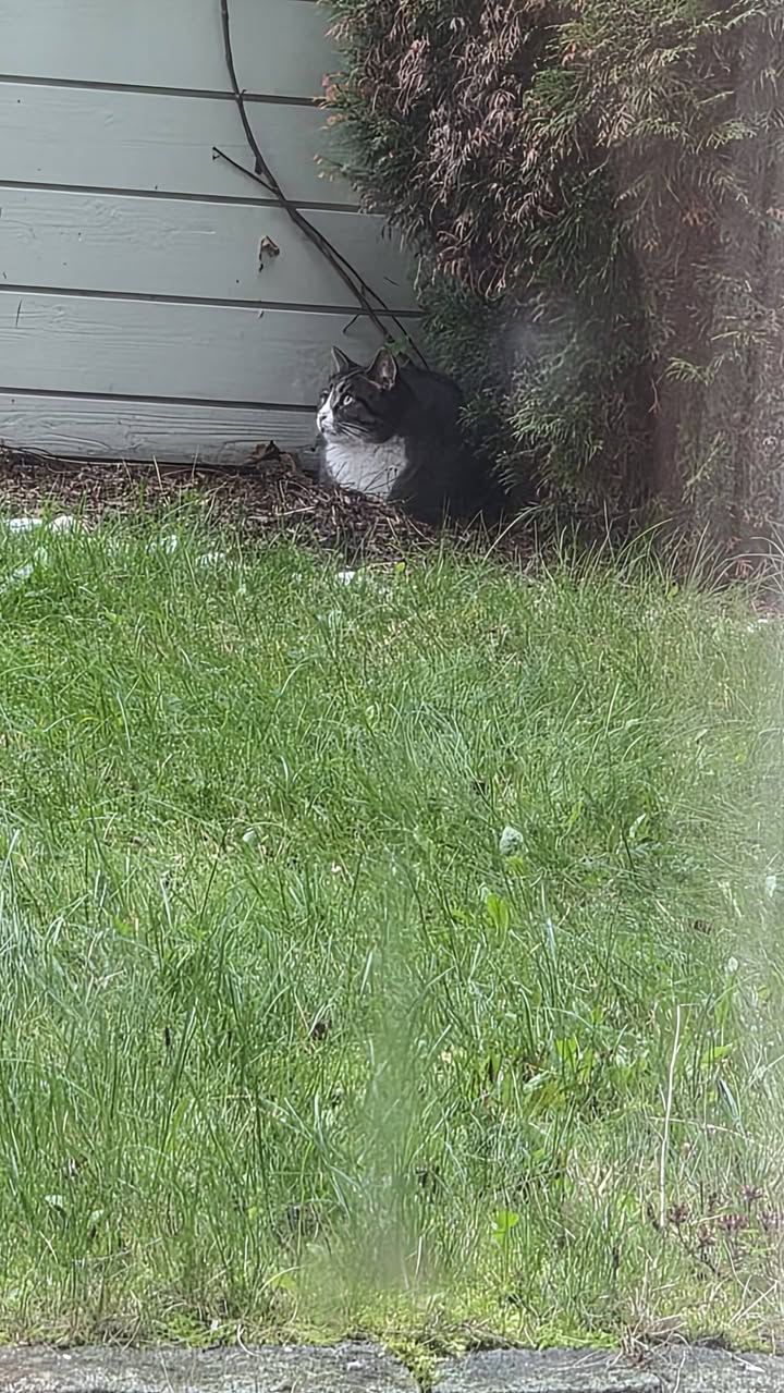 Found cat
