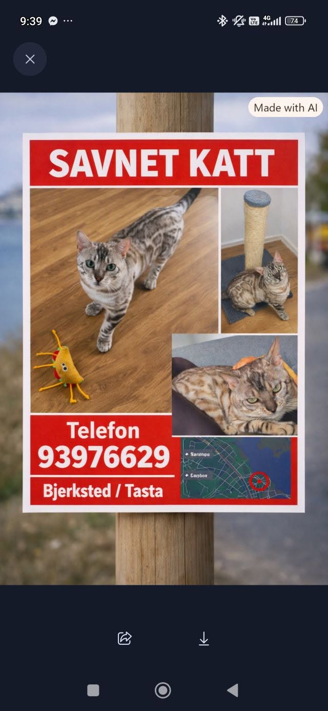 Lost Cat in Stavanger