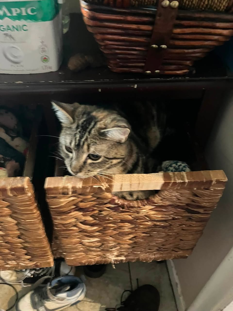 Lost Cat in Duncan