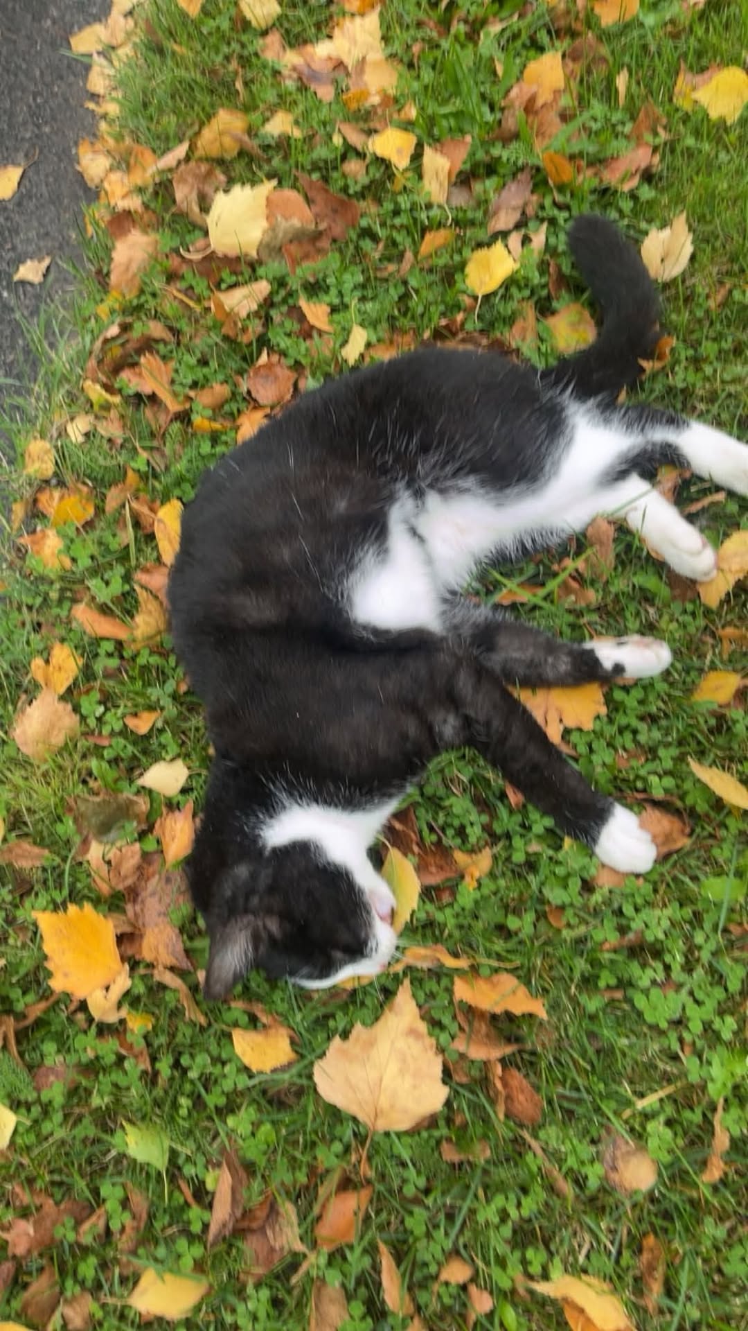 Found cat