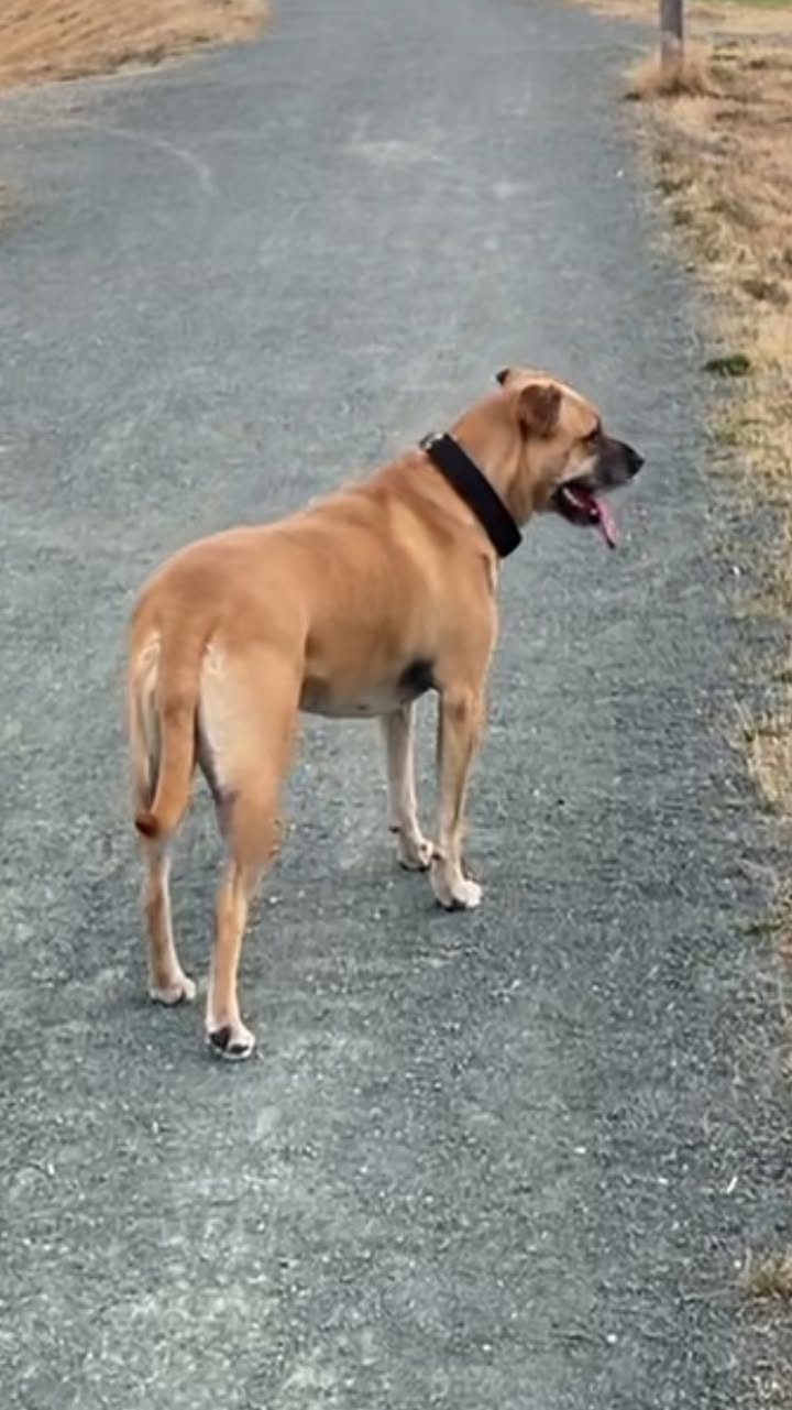 Lost Dog in Duncan