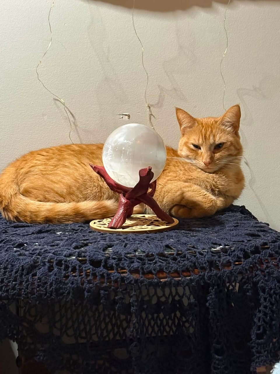 Lost cat