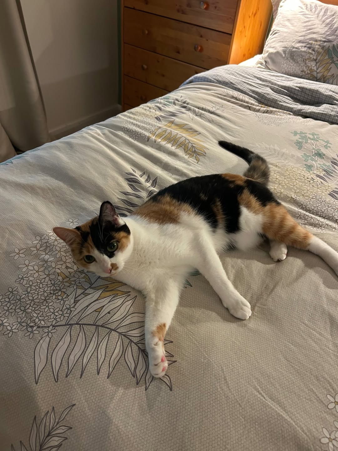 Lost Cat in Duncan