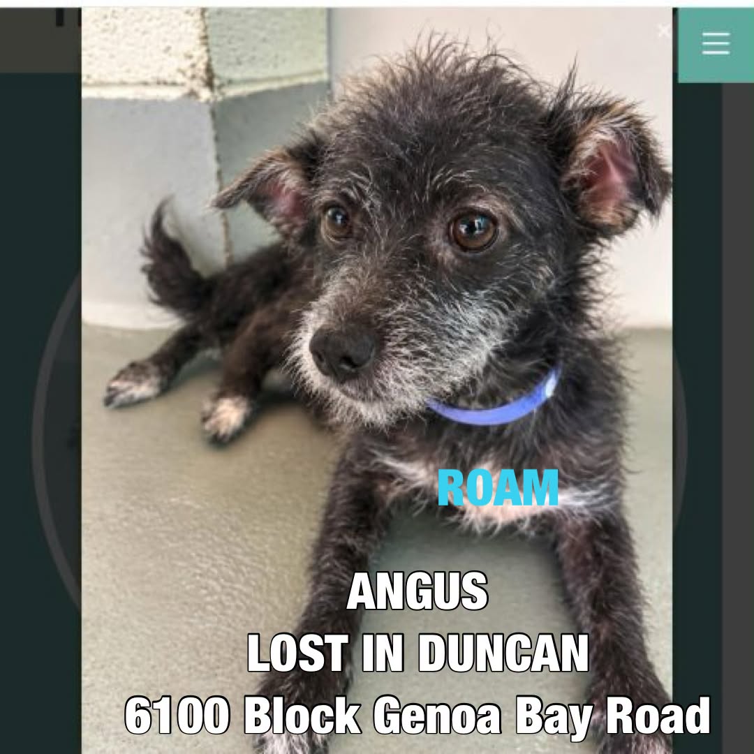 Lost dog