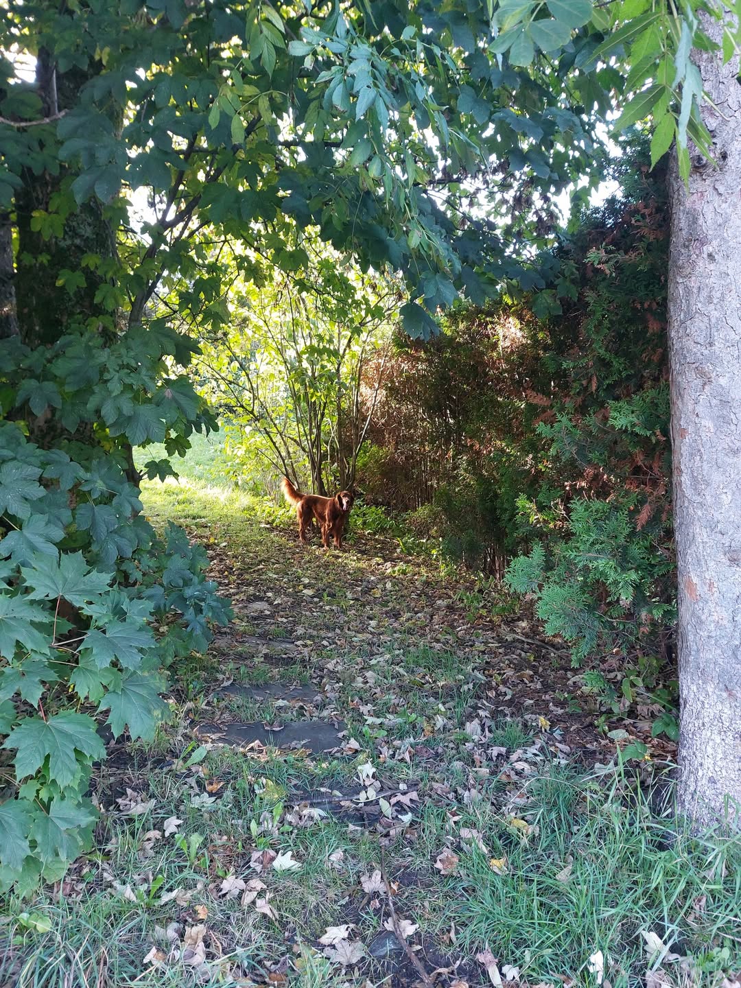Found dog