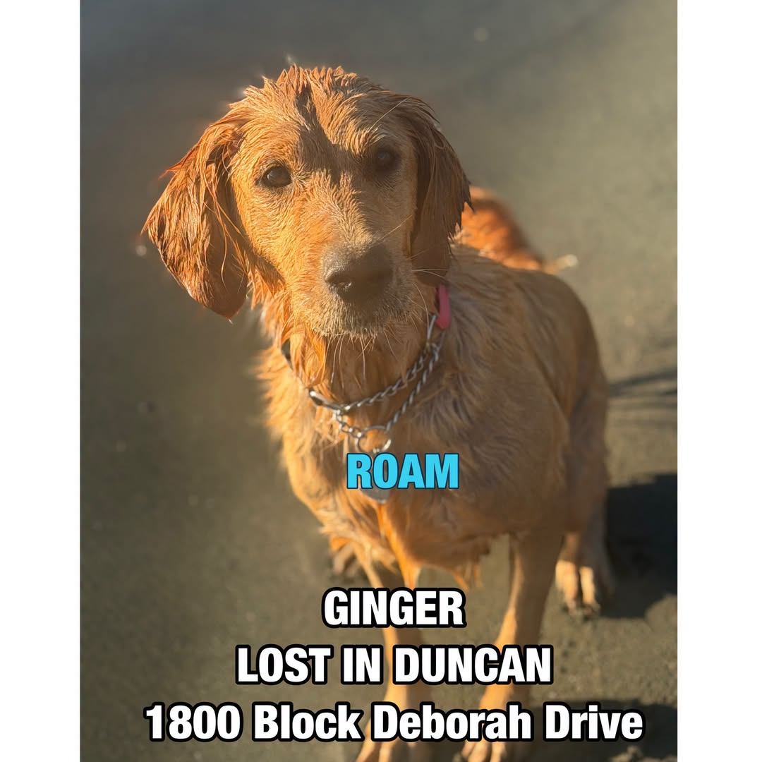 Lost Dog in Duncan