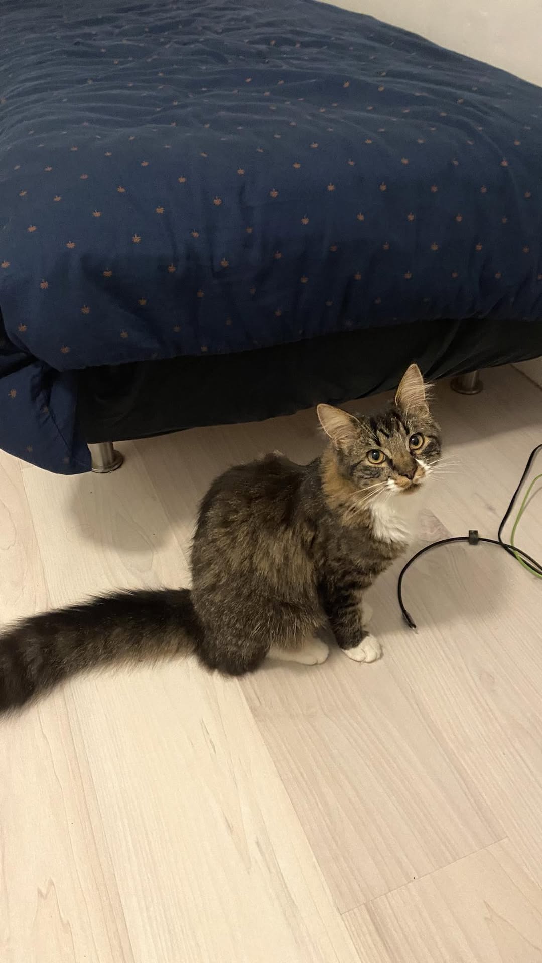 Found cat