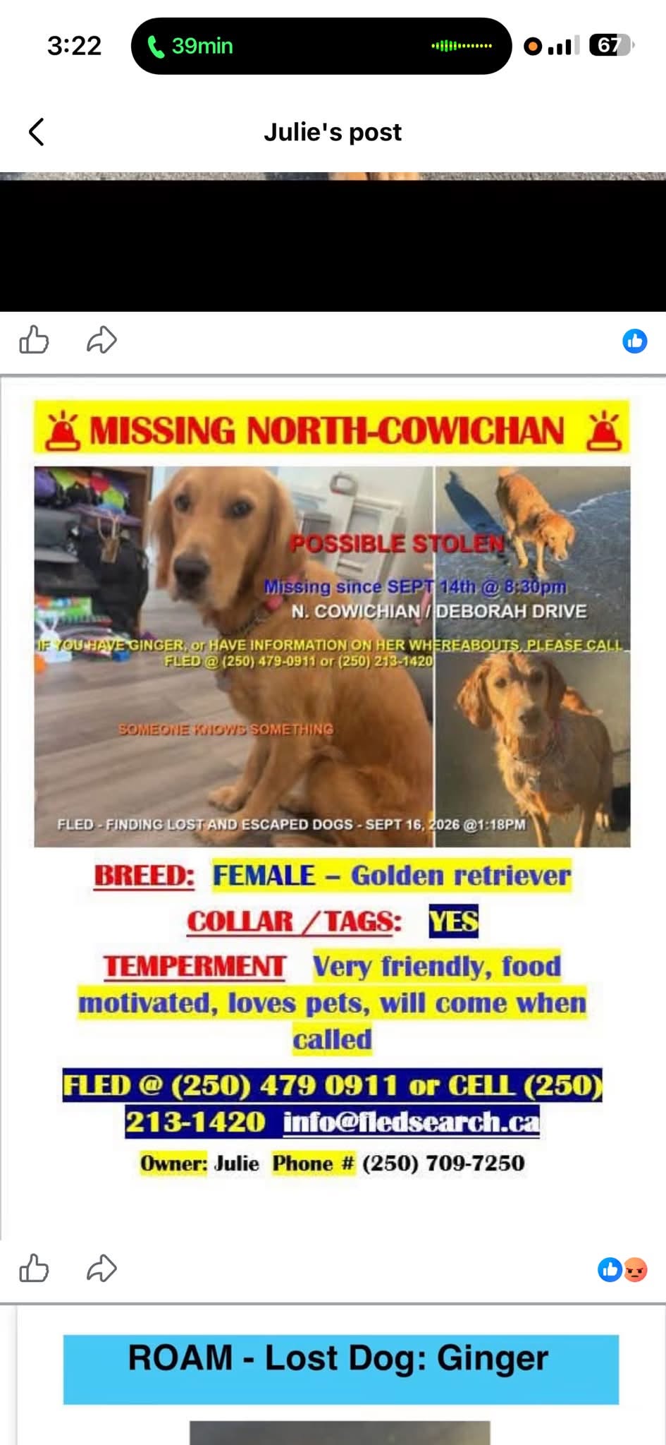 Lost Dog in North Cowichan