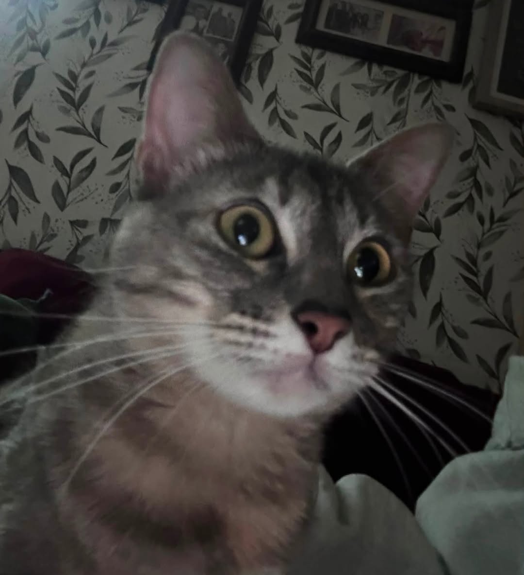 Lost cat