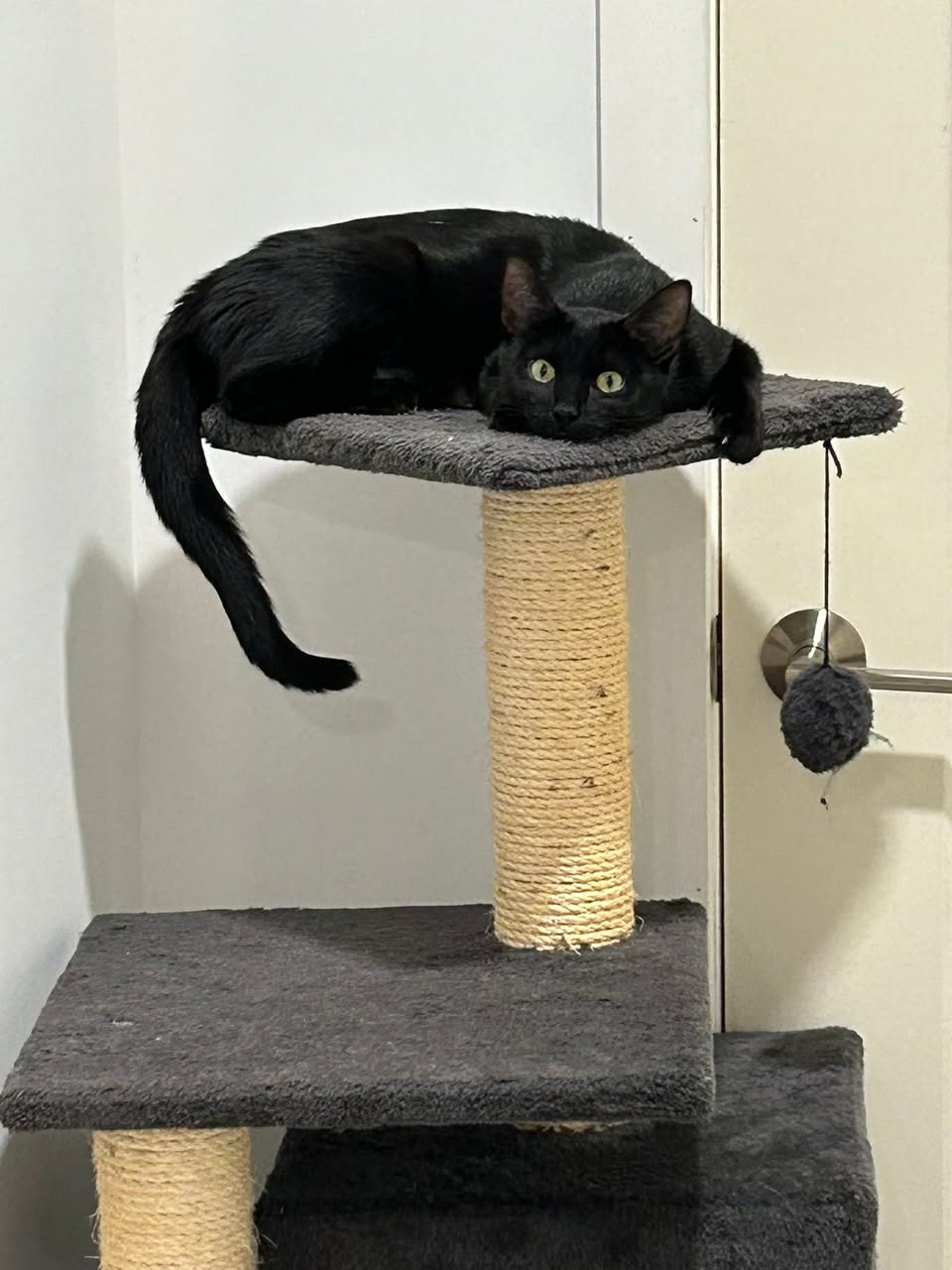 Lost Cat in Grey And Bruce Counties