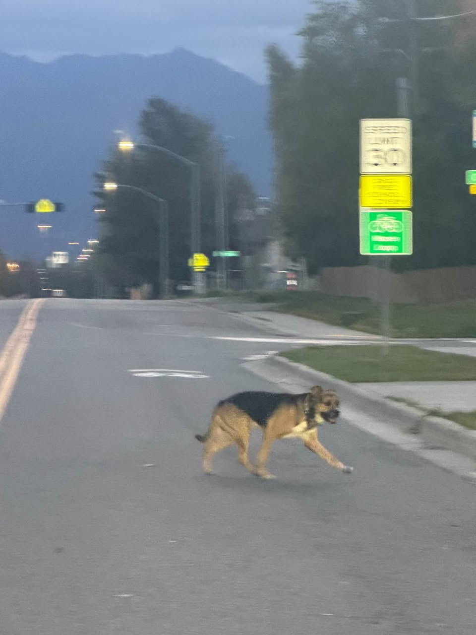 Found dog