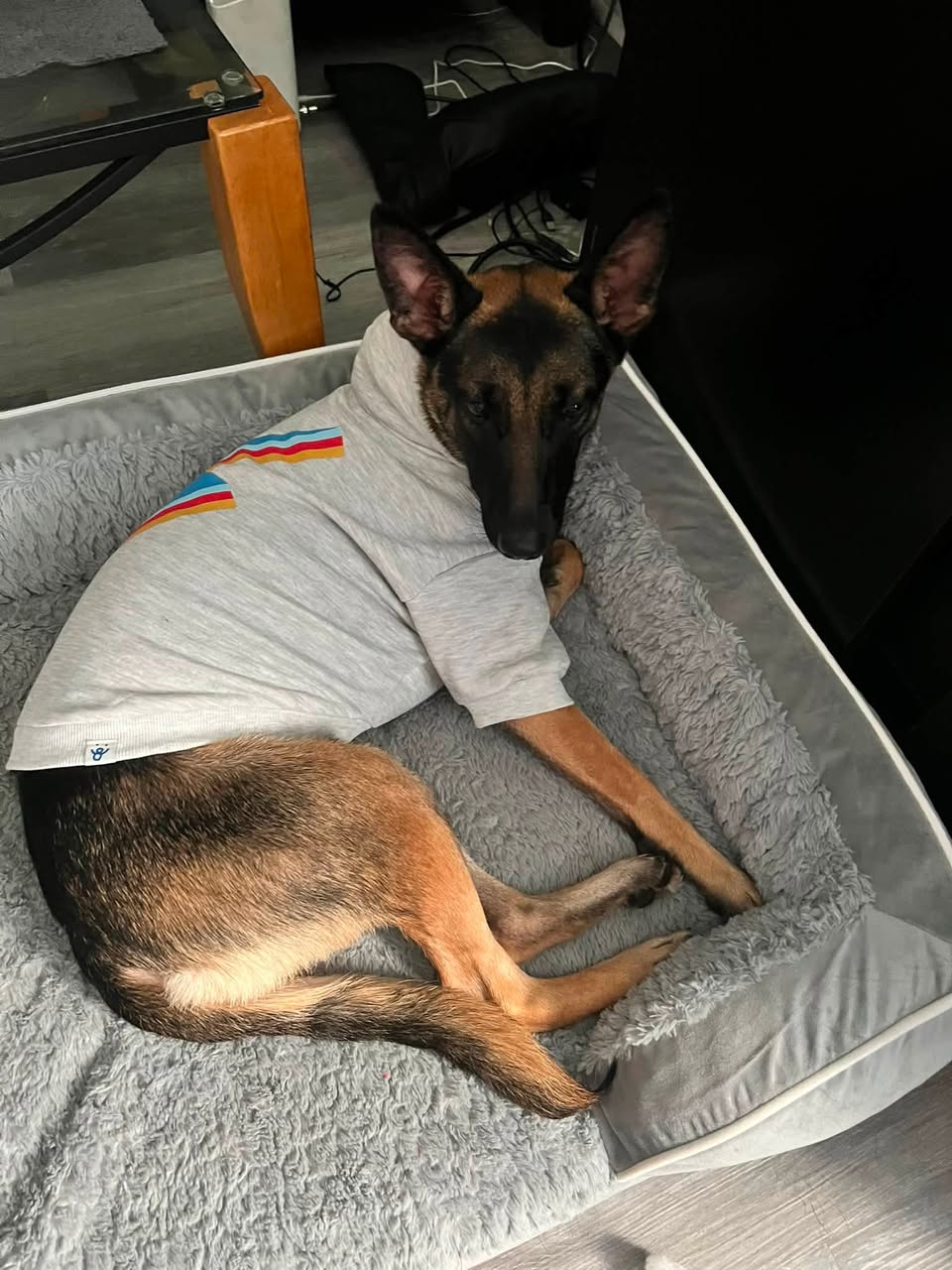 Lost Dog in Henry County