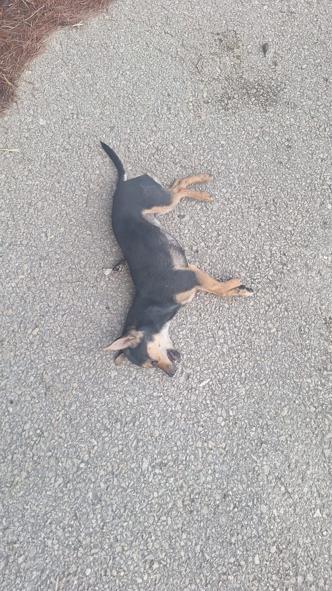 Found dog
