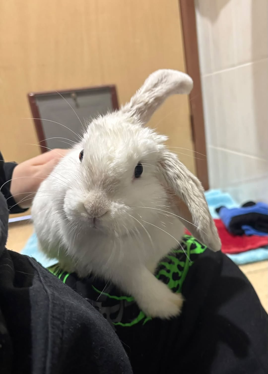Found Bunny in Keysborough