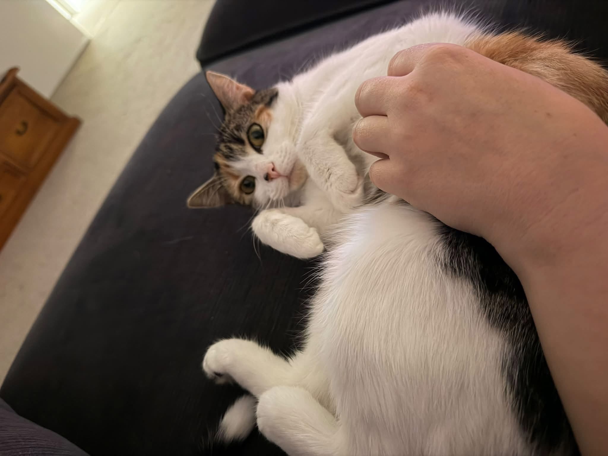 Lost Cat in Melbourne