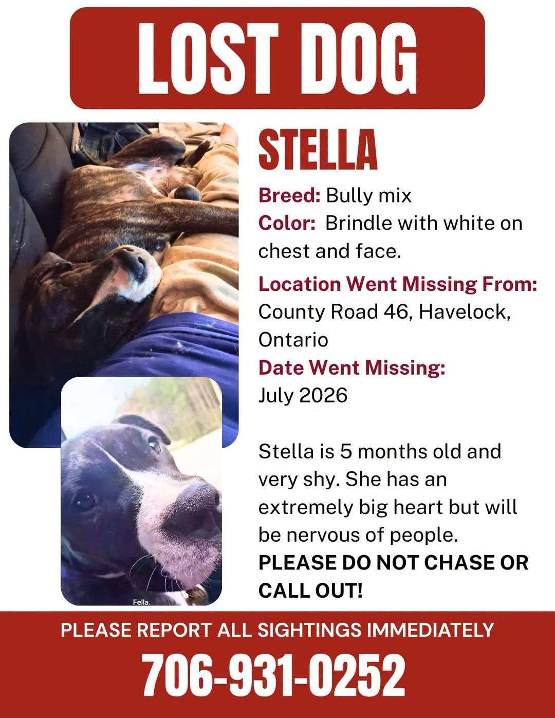 Lost dog