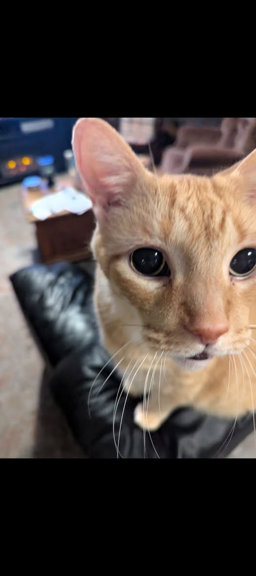 Lost cat