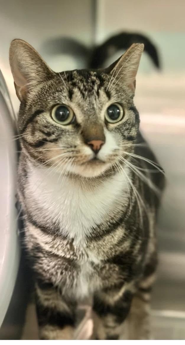 Lost cat